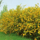 KERRIA JAPONICA PLENIFLORA kont P13 - Kéria JAPONSKÁ PLENIFLORA