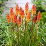 KNIPHOPHIA (druhy) - Fakľovka