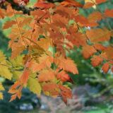 KOELREUTERIA PANICULATA - Jaseňovec METLINATÝ