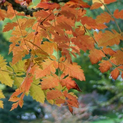 KOELREUTERIA PANICULATA