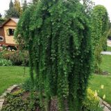 LARIX KAEMPFERI STIFF WEEPER - Smrekovec JAPONSKÝ STIFF WEEPER