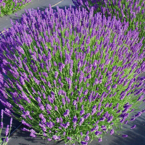 LAVANDULA ANGUSTIFOLIA MUNSTEAD kont P9