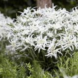 LEONTOPODIUM (druhy) kont P9 - Plesnivec