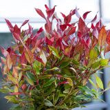 LEUCOTHOE ZEBLID - Leucothoe