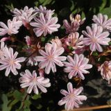 LEWISIA (druhy) kont P9 - Lewízia