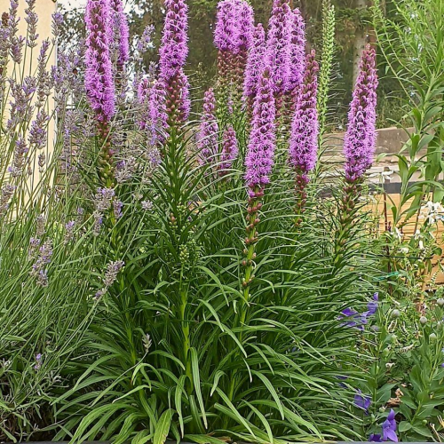 LIATRIS (druhy) kont P9