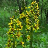 LIGULARIA - Jazyčník