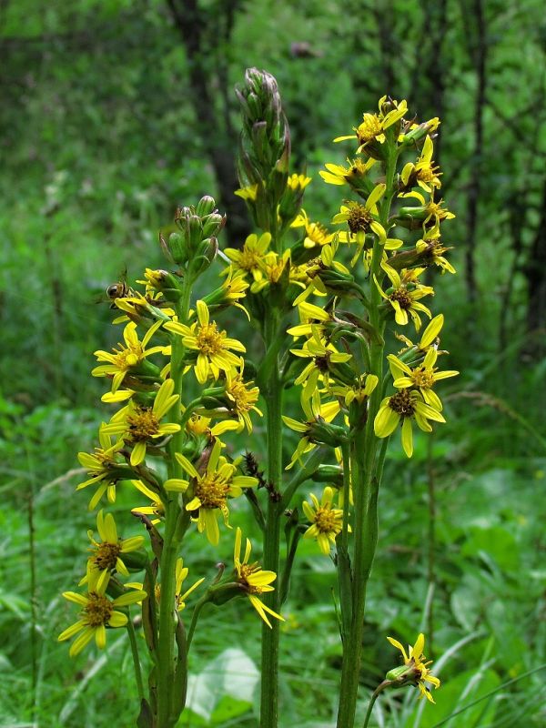 Ligularia - Jazyčník