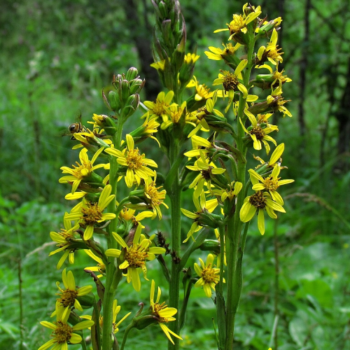LIGULARIA