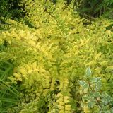 LIGUSTRUM LEMON LIME AND CLIPPERS kont 2 / 25-30 - Zob vtáčí LEMON LIME AND CLIPPERS