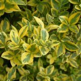 LIGUSTRUM OVALIFOLIUM AUREUM - Zob VTÁČÍ VAJCOLISTÝ AUREUM