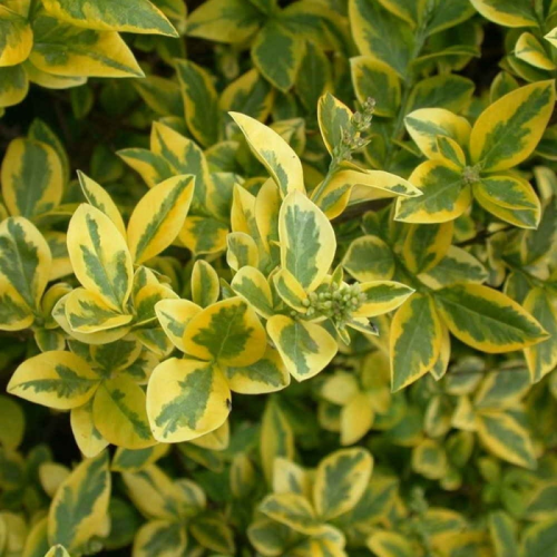 LIGUSTRUM OVALIFOLIUM AUREUM