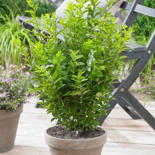 LIGUSTRUM OVALIFOLIUM GREEN DIAMOND kont 2 / 40-60