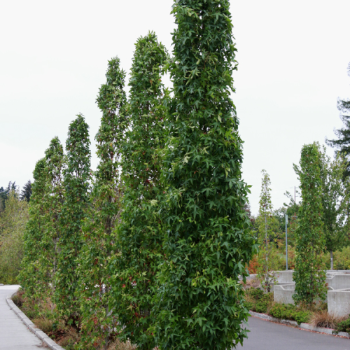 LIQUIDAMBAR STYRACIFLUA SLENDER SILHOUETTE kont 20 / 200-250
