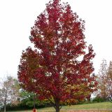 LIQUIDAMBAR STYRACIFLUA WORPLESDON - Ambrovník STYRAXOVÝ WORPLESDON