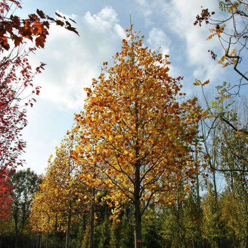 LIRIODENDRON TULIPIFERA