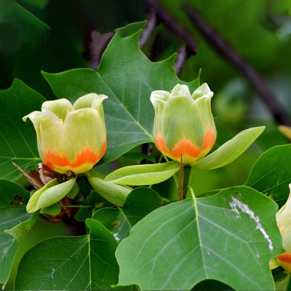 Liriodendron Tulipifera - Ľaľiovník Tulipánokvetý