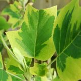 LIRIODENDRON TULIPIFERA AUREOMARGINATUM - Ľaľiovník TULIPÁNOKVETÝ  AUREOMARGINATUM