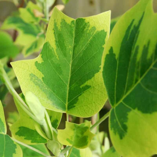 LIRIODENDRON TULIPIFERA AUREOMARGINATUM