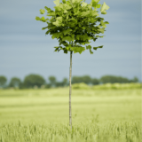 LIRIODENDRON TULIPIFERA EDWARD GURZSTYN - Ľaľiovník TULIPÁNOKVETÝ  EDWARD GURZSTYN
