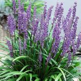 LIRIOPE - Liriope