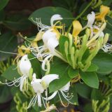 LONICERA HALL´S PROLIFIC kont  2 / 50-60 - Zemolez HALL´S PROLIFIC