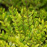 LONICERA NITIDA LEMON BEAUTY kont 2 / 30-40 - Zemolez LESKLÝ LEMON BEAUTY