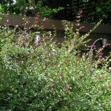 LONICERA NITIDA RED TIPS kont 2 / 20-30 - Zemolez LESKLÝ RED TIPS