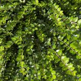 LONICERA (druhy) - Zemolez