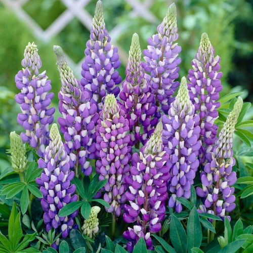 LUPINUS (druhy)