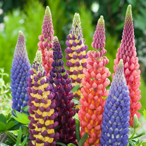 LUPINUS (druhy)