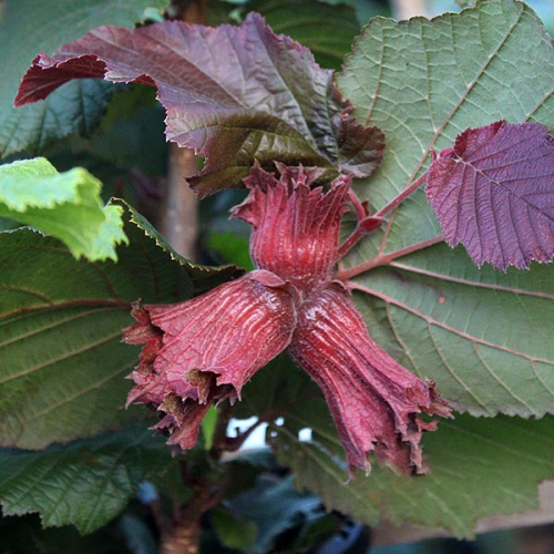 Lieska CORYLUS RODE ZELLERNOOT kont 2/ 30-40