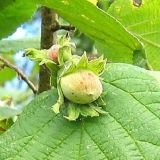 Lieska CORYLUS TONDA DI GIFFONE kont 2/ 30-40 - Lieska CORYLUS TONDA DI GIFFONE