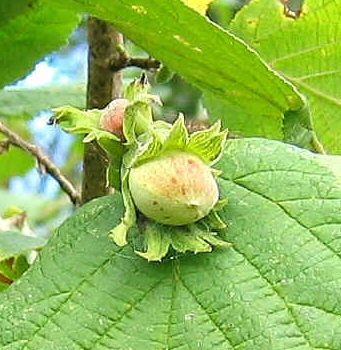 Lieska CORYLUS TONDA DI GIFFONE kont 2/ 30-40