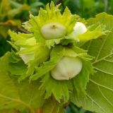 Lieska CORYLUS TONDA GENTILE / FLORMAX kont - Lieska CORYLUS TONDA GENTILE