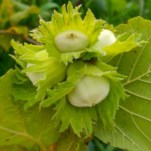 Lieska CORYLUS TONDA GENTILE / FLORMAX kont