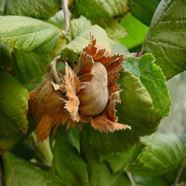 Lieska Corylus Tonda Romana Kont 2/ 30-40 - Lieska Corylus Tonda Romana