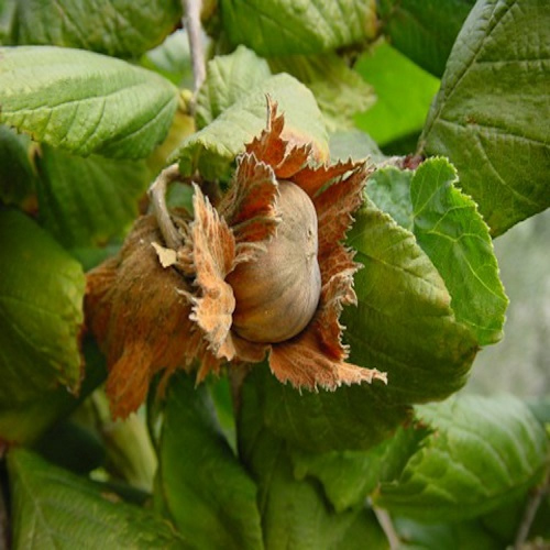 Lieska CORYLUS TONDA ROMANA kont 2/ 30-40