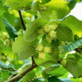 Lieska CORYLUS WEBB´S PRIZE COB kont 2/ 30-40 - Lieska CORYLUS WEBB´S PRIZE COB