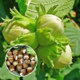 Lieska ker BARCELONSKÁ - Lieska ker BARCELONSKÁ