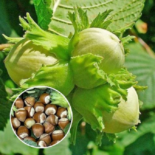 Lieska ker BARCELONSKÁ