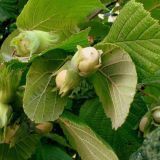 Lieska ker HALSKÁ - Lieska ker HALSKÁ