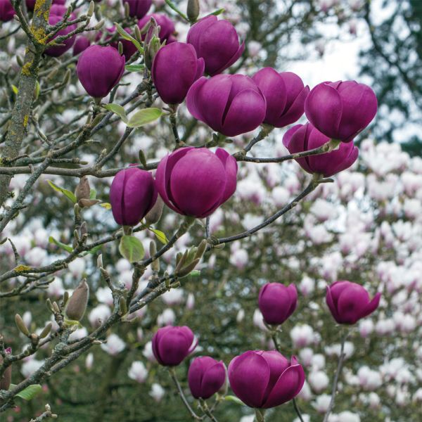 Magnolia Black Tulip ® - Magnólia Black Tulip