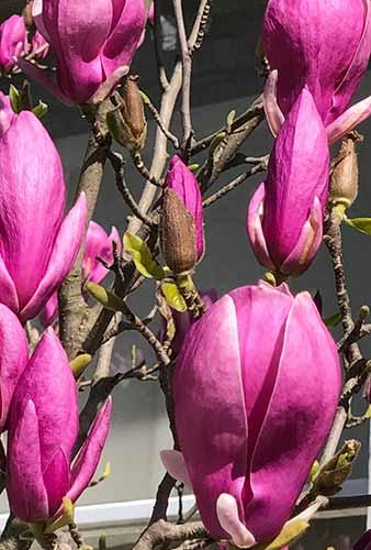 MAGNOLIA CLEOPATRA ® kont 20 / 150-175