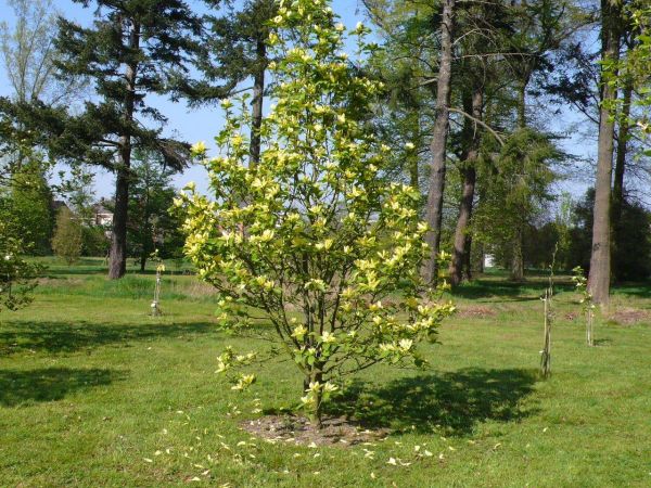 Magnolia Daphne Kont 20 /150-175 - Magnólia Daphne