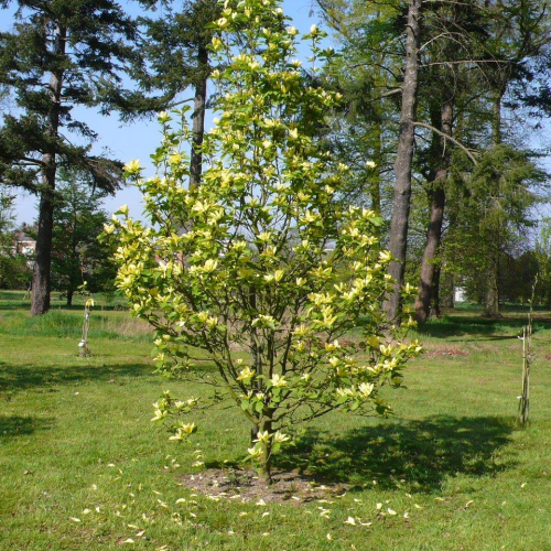 MAGNOLIA DAPHNE kont 20 /150-175