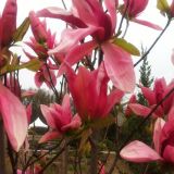 MAGNOLIA DAYBREAK kont 20 /125-150 - Magnólia DAYBREAK