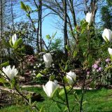 MAGNOLIA ELISA ODENWALD kont 25 / 08-10 / polkmeň - Magnólia ELISA ODENWALD