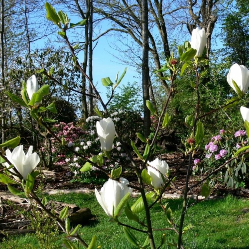 MAGNOLIA ELISA ODENWALD kont 25 / 08-10 / polkmeň