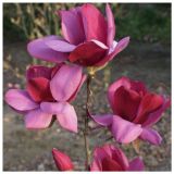 MAGNOLIA EMPEROR kont 20 / 150-175 - Magnólia EMPEROR